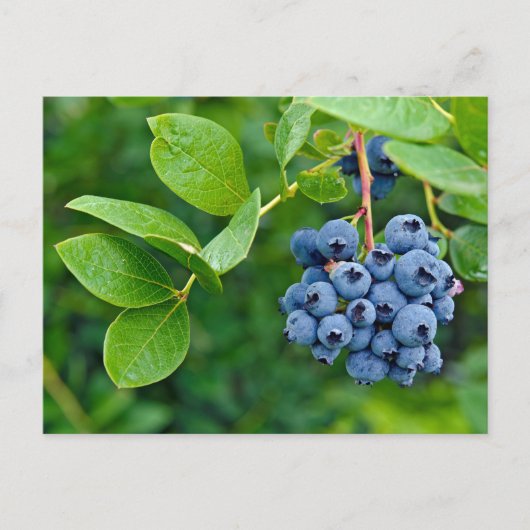 Carte Postale Blueberry Crop (Devant)