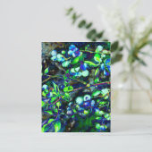 Carte Postale Blueberry - teinte verte (Debout devant)