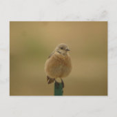 Carte Postale Bluebird (Devant)