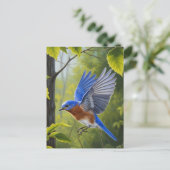 Carte Postale Bluebird (Debout devant)