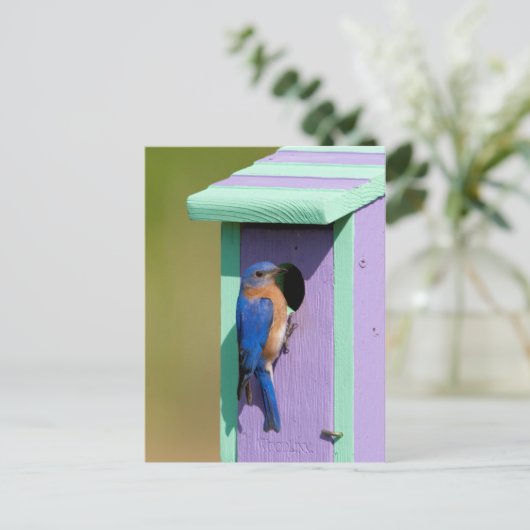 Carte Postale Bluebird (Debout devant)