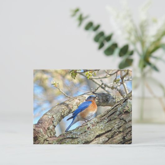 Carte Postale Bluebird (Debout devant)