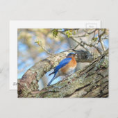Carte Postale Bluebird (Devant / Derrière)