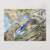 Carte Postale Bluebird (Devant)