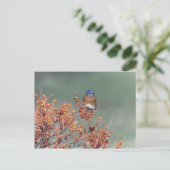 Carte Postale Bluebird (Debout devant)
