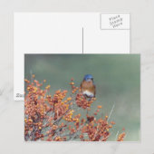Carte Postale Bluebird (Devant / Derrière)