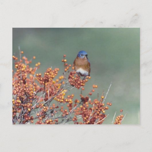 Carte Postale Bluebird (Devant)