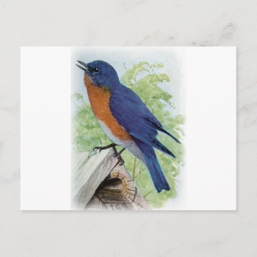 Carte Postale Bluebird (Devant)
