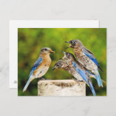 Carte Postale Bluebird (Devant / Derrière)