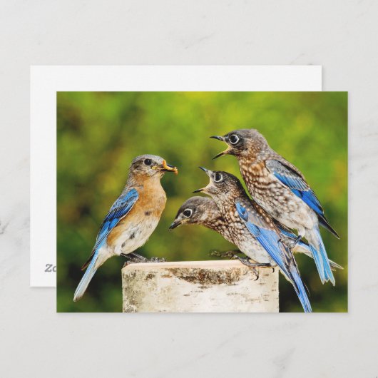 Carte Postale Bluebird (Devant / Derrière)