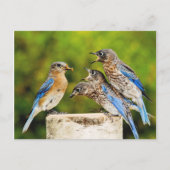 Carte Postale Bluebird (Devant)