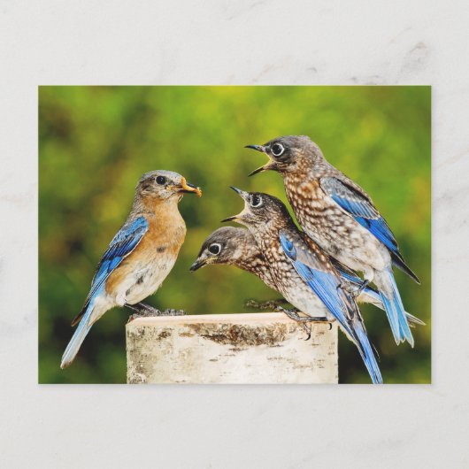 Carte Postale Bluebird (Devant)