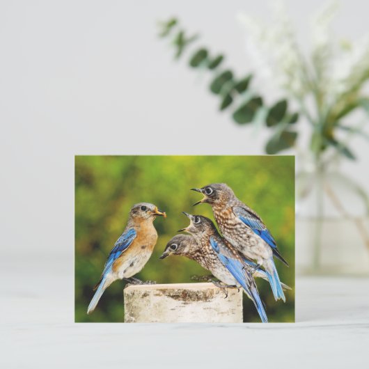 Carte Postale Bluebird (Debout devant)