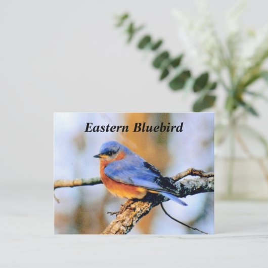 Carte Postale Bluebird (Debout devant)