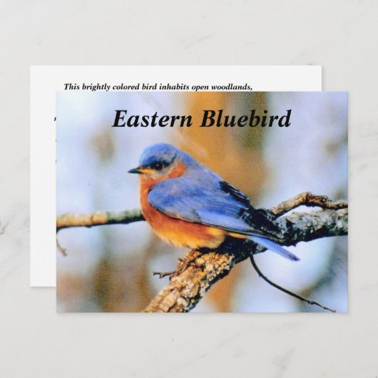 Carte Postale Bluebird (Devant / Derrière)
