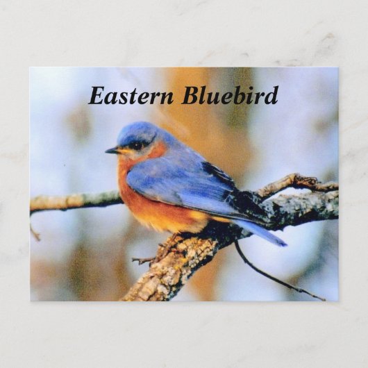 Carte Postale Bluebird (Devant)