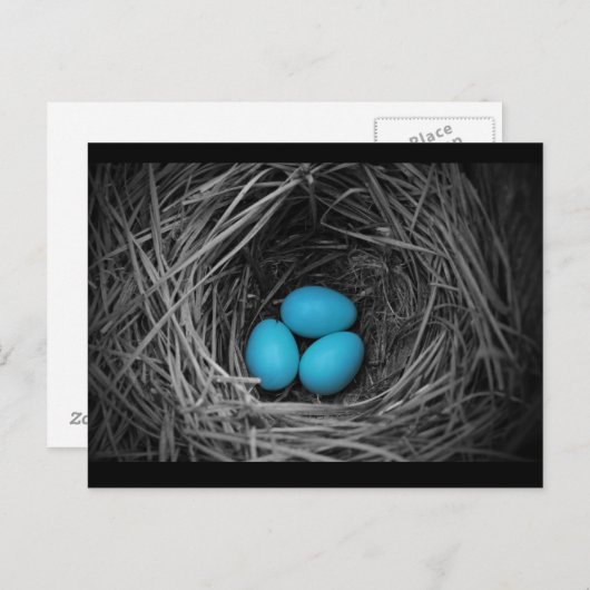 Carte Postale Bluebird (Devant / Derrière)