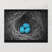 Carte Postale Bluebird (Devant)