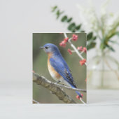 Carte Postale Bluebird (Debout devant)