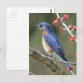 Carte Postale Bluebird (Devant / Derrière)