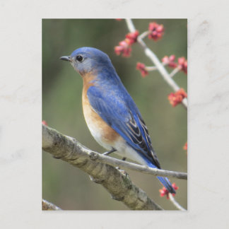 Carte Postale Bluebird