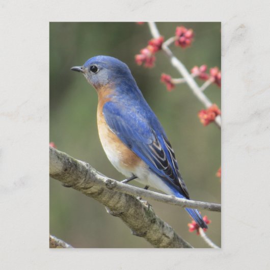 Carte Postale Bluebird (Devant)
