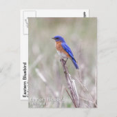 Carte Postale Bluebird (Devant / Derrière)