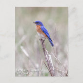 Carte Postale Bluebird (Devant)