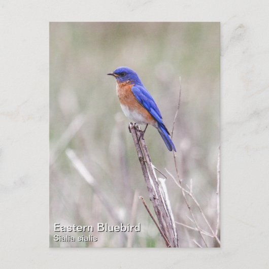 Carte Postale Bluebird (Devant)