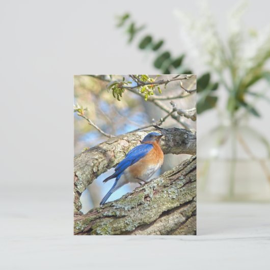 Carte Postale Bluebird (Debout devant)