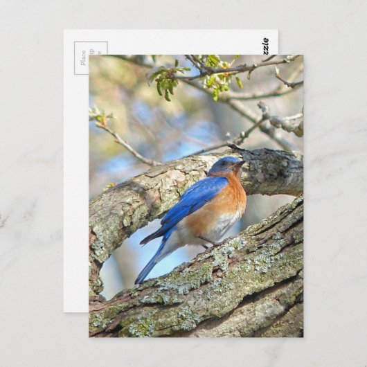 Carte Postale Bluebird (Devant / Derrière)