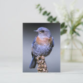Carte Postale Bluebird de l'Ouest (Debout devant)