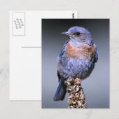 Carte Postale Bluebird de l'Ouest (Devant / Derrière)