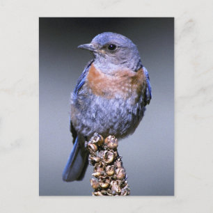 Carte Postale Bluebird de l'Ouest