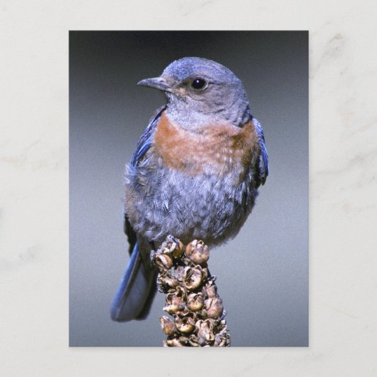 Carte Postale Bluebird de l'Ouest (Devant)