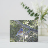Carte Postale Bluebird de montagne (Debout devant)