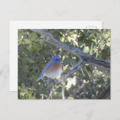 Carte Postale Bluebird de montagne (Devant / Derrière)