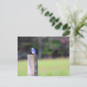 Carte Postale Bluebird de montagne (Debout devant)