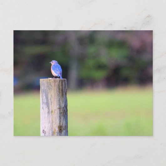 Carte Postale Bluebird de montagne (Devant)