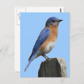 Carte postale Bluebird Homme (Devant / Derrière)