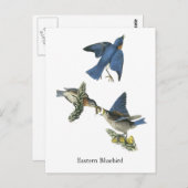 Carte Postale Bluebird, John Audubon (Devant / Derrière)