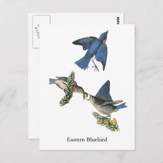 Carte Postale Bluebird, John Audubon (Devant / Derrière)