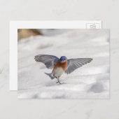 Carte Postale Bluebird oriental dansant dans la neige (Devant / Derrière)