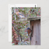 Carte postale Bluebird Pair (Devant / Derrière)