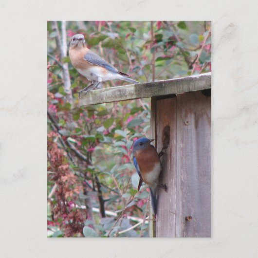 Carte postale Bluebird Pair (Devant)