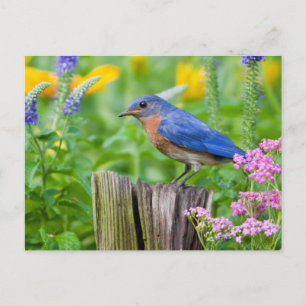Carte Postale Bluebird peins on fence post in flower garden