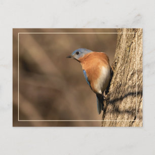 Carte Postale Bluebird, Regard sur les trottoirs