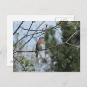 Carte Postale Bluebird sur un arbre (Devant / Derrière)