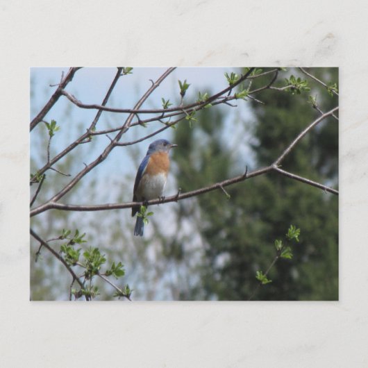 Carte Postale Bluebird sur un arbre (Devant)