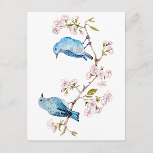 Carte Postale Bluebirds de montagne sur la branche Sakura